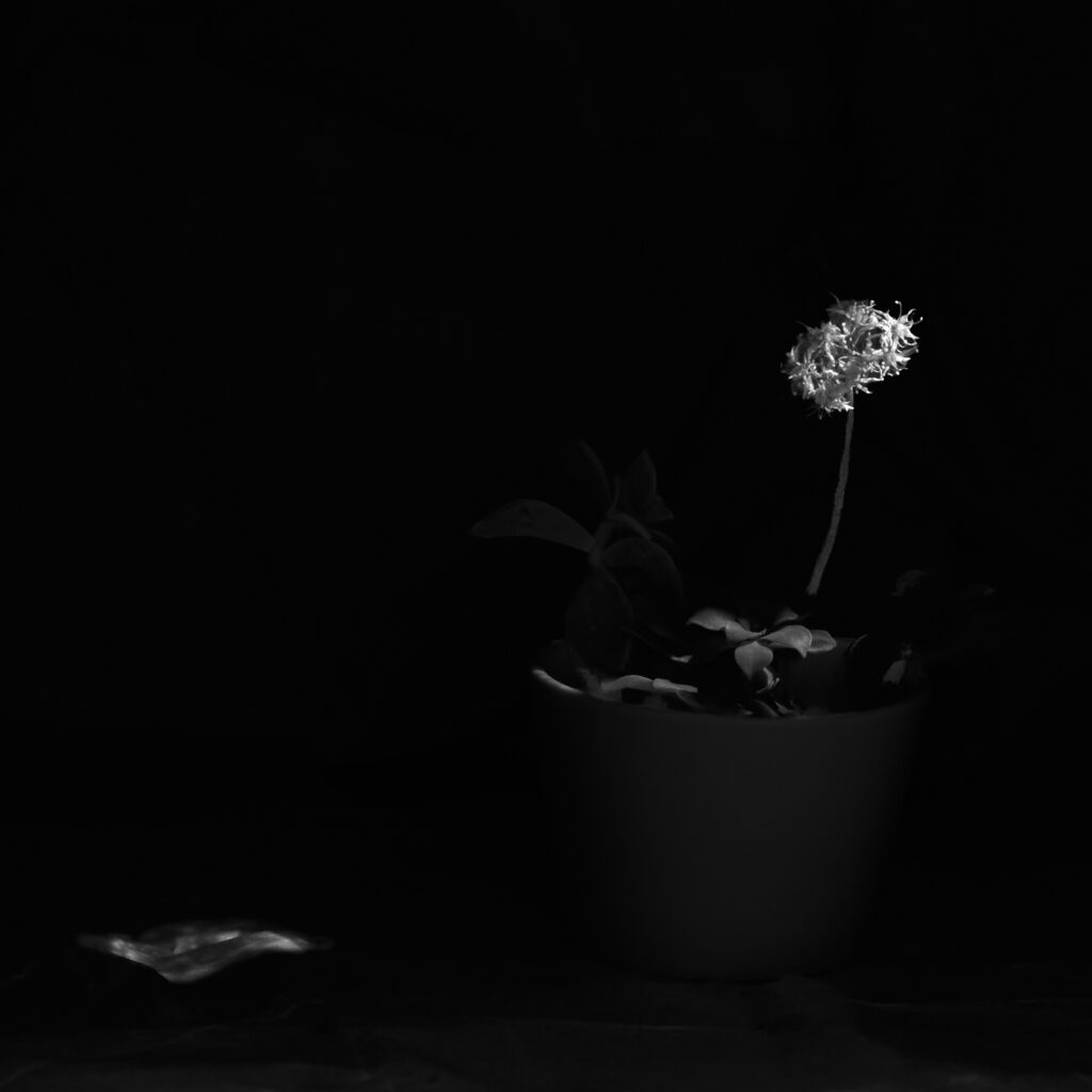 Nature morte en noir et blanc | Still Life in Black and White